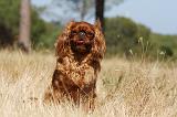 KING CHARLES SPANIEL 131